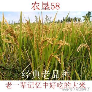 水稻种子稻谷种籽农垦58经典老品种优质高产老一辈记忆中圆粒现货