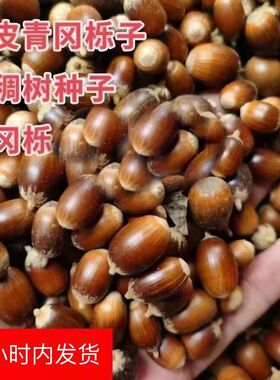 新采赤皮青冈栎种子青冈树种子红稠种子木种子红青冈种子槲栎种子