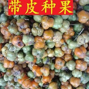 药材种子种苗老虎姜种苗高杆姜型不倒苗黄精种子100