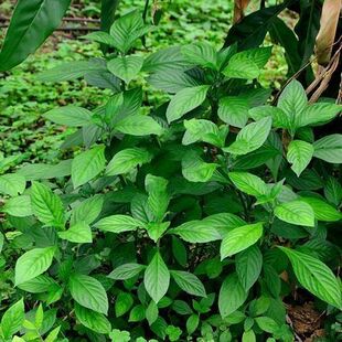 南板蓝根种子 马蓝大青叶 茎叶可制蓝靛蓝色天然植物染料中草药材