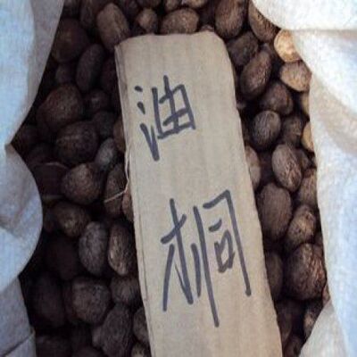 油桐油桐种子油桐树桐油树桐子树光桐种子量大包邮