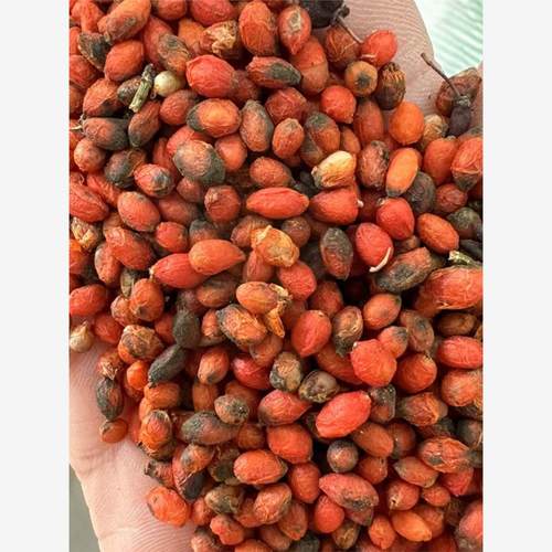 鬼箭羽种子卫矛六月凌四面锋蓖箕柴四棱树山鸡条子四面戟见肿消