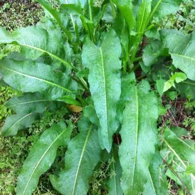 野生土大黄种子 野菠菜 血三七 洋铁叶子 牛西西羊蹄根牛舌草