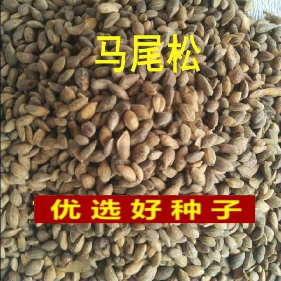 新采种子 种子 枞树 青松种子 林木树种种子松马尾松松木种子