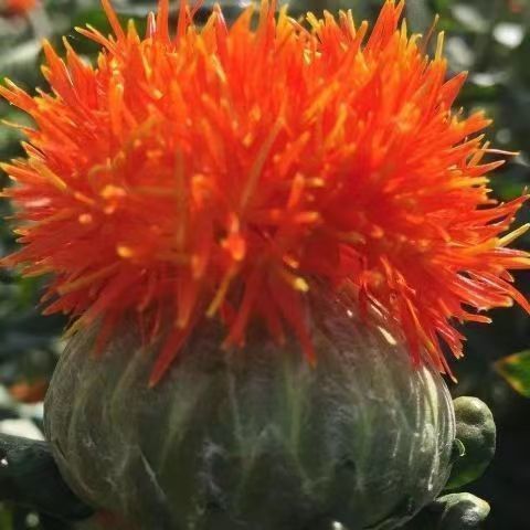 云南宏伟种业滇红花种子宾红三号纯正无刺红花草籽中草药种籽