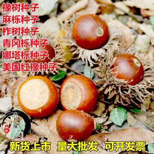 青冈树种子 花栎树种子 花栗树种子 橡树种子 麻栎  蒙古栎青冈栎