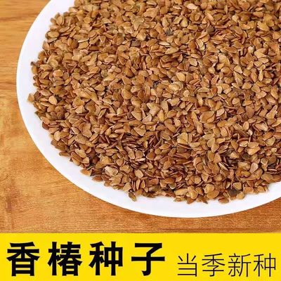 香椿树种子红油香椿种籽速生香椿种籽四季庭院香椿树种子红叶食用