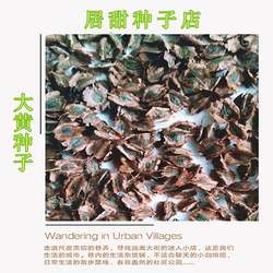 中药材大黄籽  礼县大黄 散装论斤卖 西大黄 芽率高 大黄种子