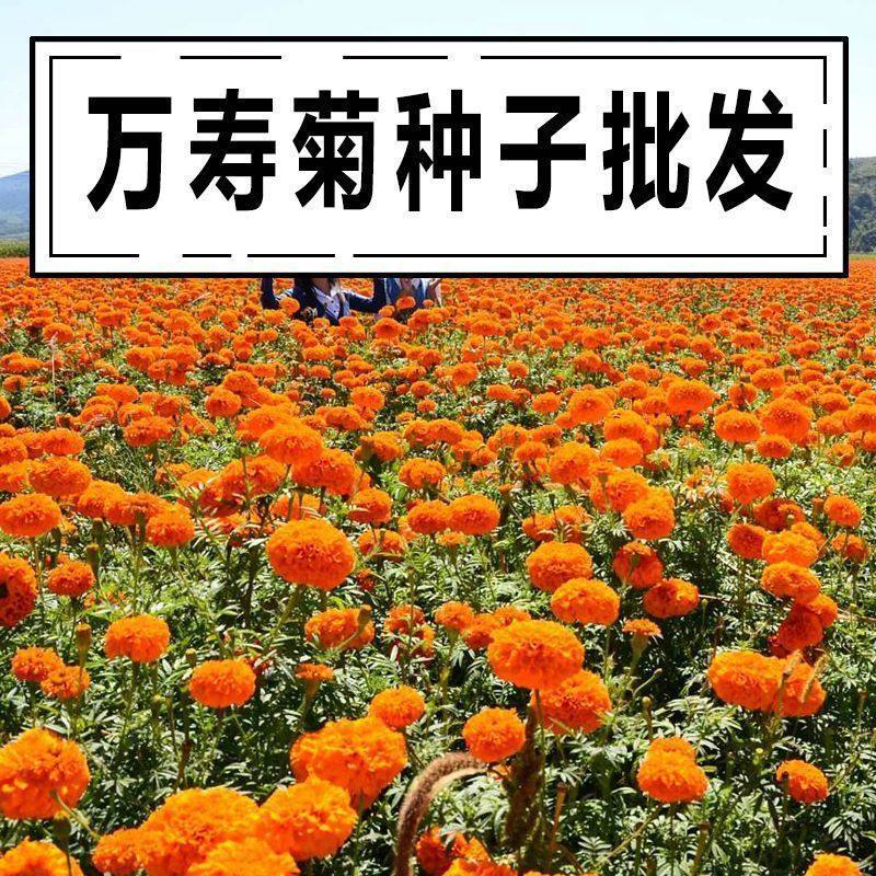 万寿菊花种子花卉鲜花耐寒四季播种 孔雀草种子绿化种子包邮