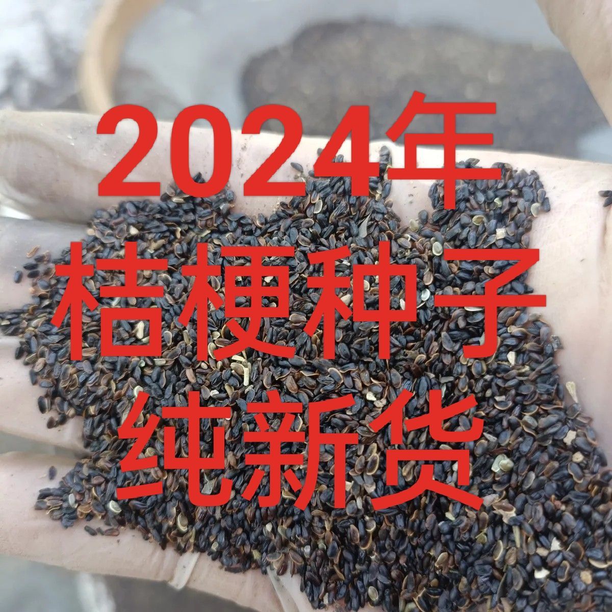 《包邮》2024年新桔梗种