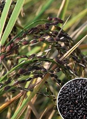 正宗黑米谷种水稻高产可旱种黑稻种子黑米稻种种子可留种黑糯米