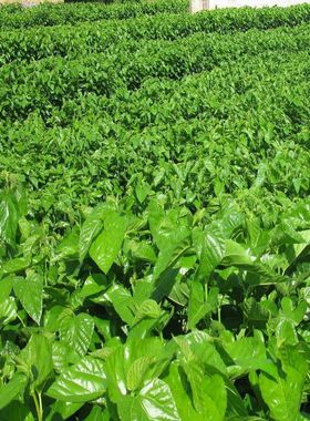 大叶蚕桑种子 强桑一号 养蚕喂蚕桑叶树种子 农桑14号 饲料桑葚籽