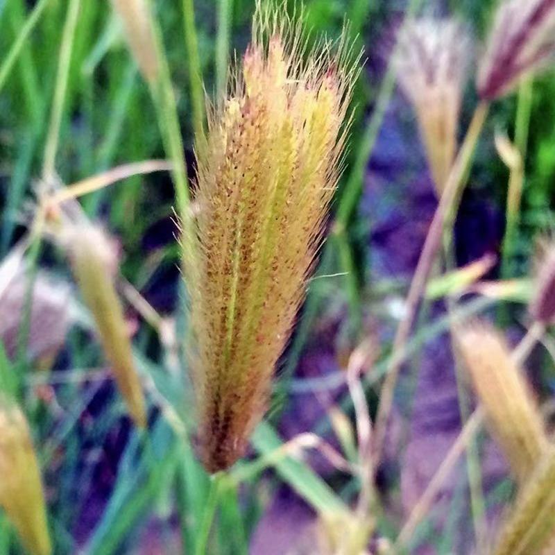 虎尾草种子四季种籽