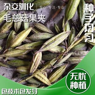 毛慈菇果荚 毛慈菇种子 种植包高产培育技术种