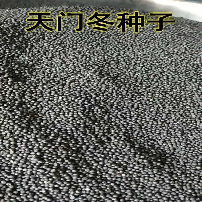 云南大天冬种子种苗天门冬种籽天冬种子种籽天冬门冬种籽