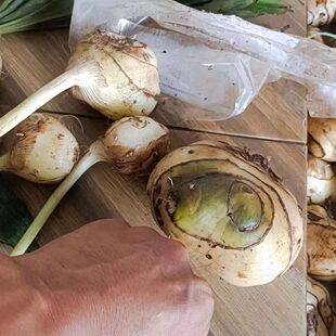 毛慈菇种子 毛慈菇果荚 种植包技术高产培育 送菌种