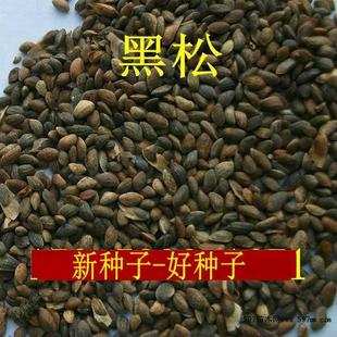 新采耐寒黑松种子松树种子盆栽黑松苗黑松盆景东北黑松籽