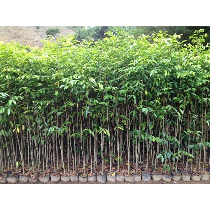 印度小叶紫檀种子 红木檀香白檀 海南黄花梨树种子沉香木菩提种