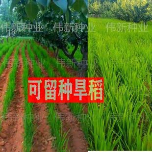可留种水稻种子旱稻旱地10号种籽常规圆粒糯米稻谷优质珍珠米种子
