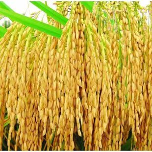 旱稻种子高产临旱1号山地丘陵旱地直播常规水稻旱谷种子圆粒香稻