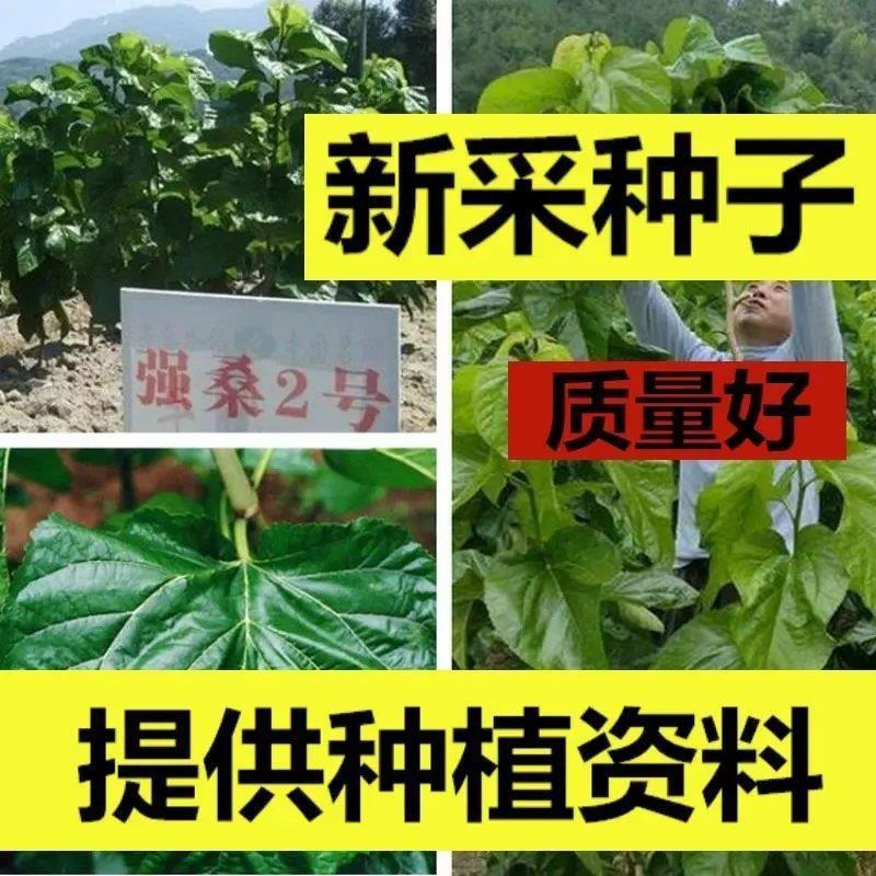桑树种子大叶强桑1号2号四季种植桑树种子养蚕桑