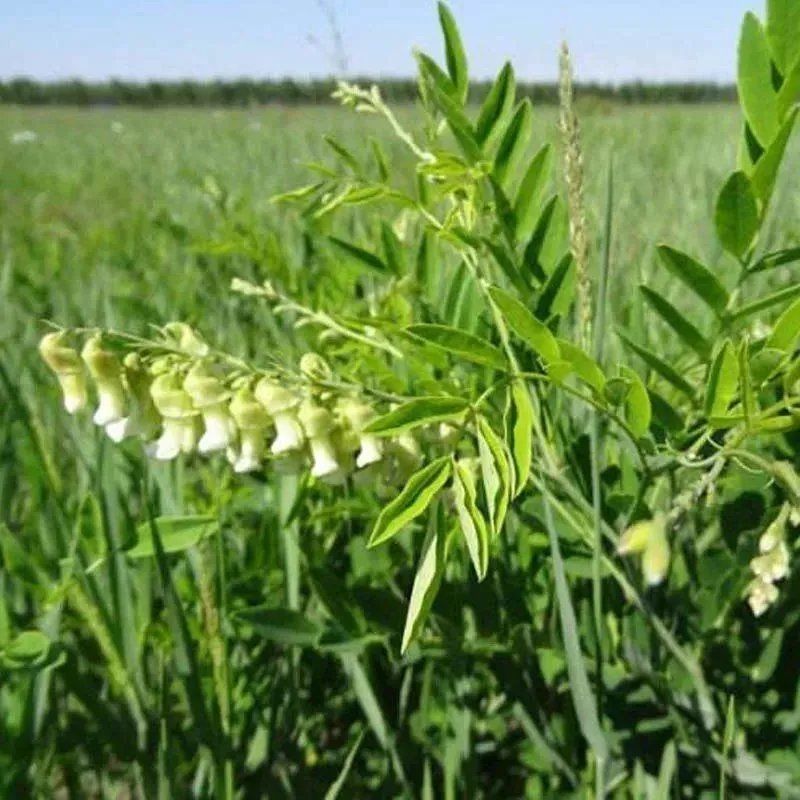 正宗苦荞苦荞麦种子散装优质农作物苦荞麦种子杂粮种子南北方种植