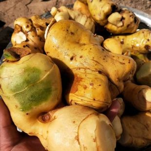 黄精种子药材种籽中药材黄精种籽批发包邮论斤黄精种子黄精种籽