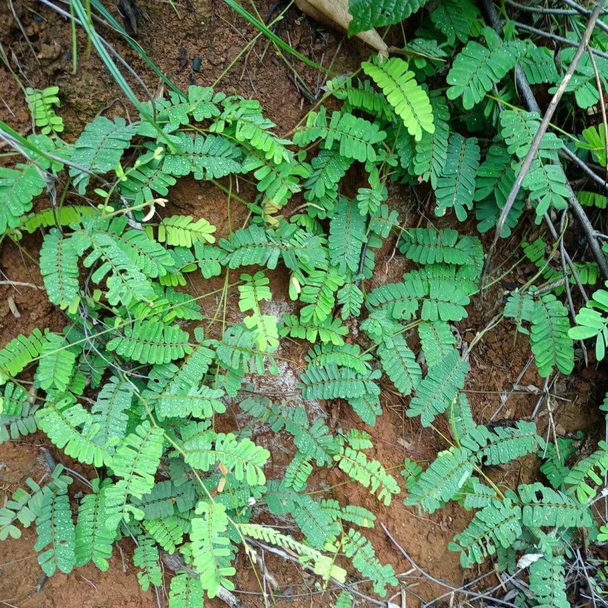 广西鸡骨草种子大黄草野生中药材小叶龙鳞草大小叶鸡骨草植物种籽