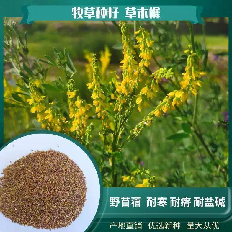 牧草草木樨种子 苜蓿苜蓿