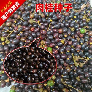 肉桂种子桂皮树苗育种广东中药材育种核籽广西桂皮树苗桂核包邮