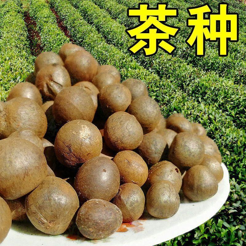 新采茶树种子茶叶籽特早茶毛尖108茶乌龙茶白茶种子