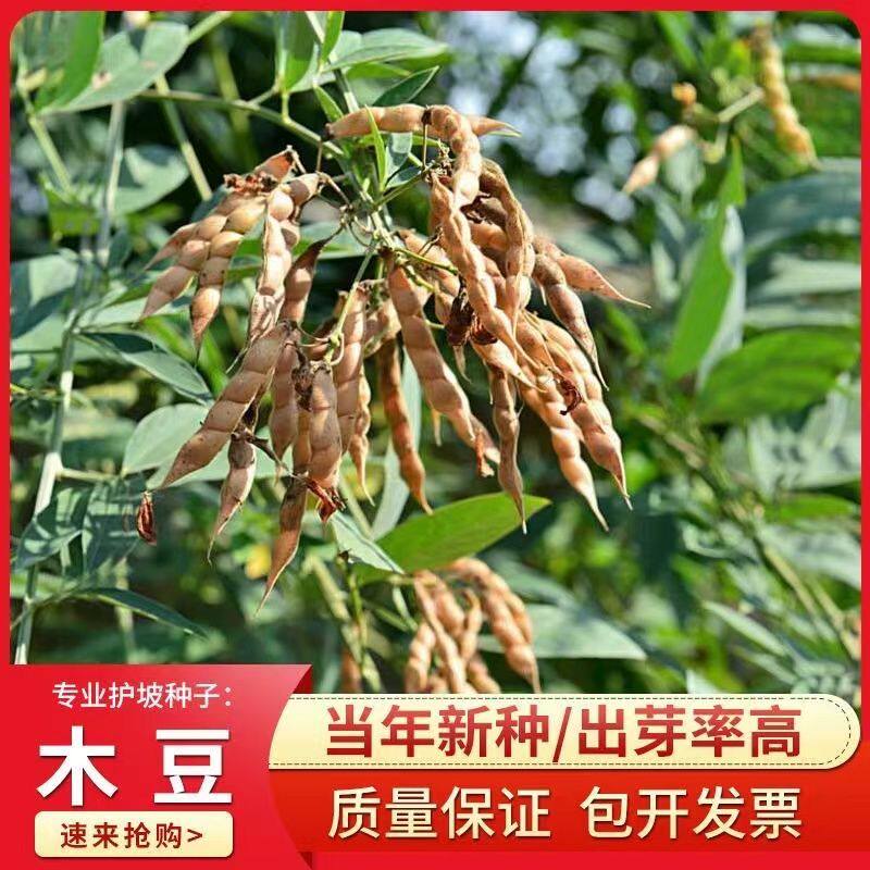 新采木豆种子观音豆柳豆 豆蓉 树豆树黄豆护坡灌木林木籽边坡固土