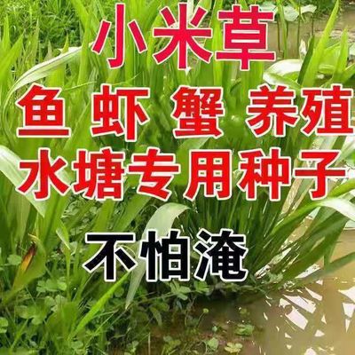 小米草种子养殖水草鱼虾牧草草种湖南稷子牛羊鱼种籽高产草籽水淹