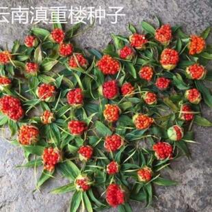 重楼种子独角莲种子七叶一枝花种子铁灯台籽种苗药材种子四季播种