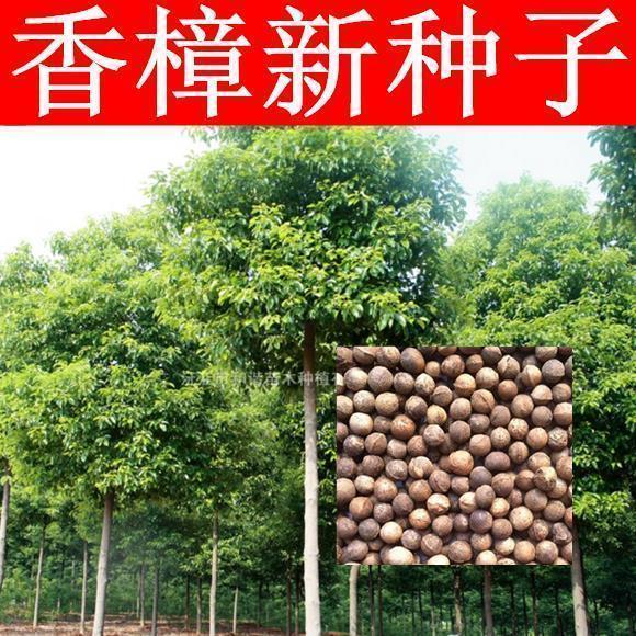 新采香樟种子大叶香樟小叶香樟樟树种芳樟樟木林木种子香樟树种子