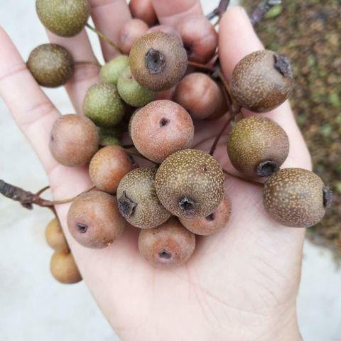 新采杜梨种子 杜梨树种子 棠梨 海棠梨 野梨子一级精选林木种子