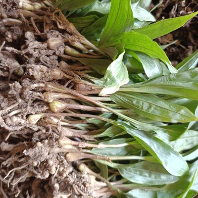 毛慈菇果夹种子泥冰子山茨菇正宗贵州独叶白芨种子毛慈菇果夹