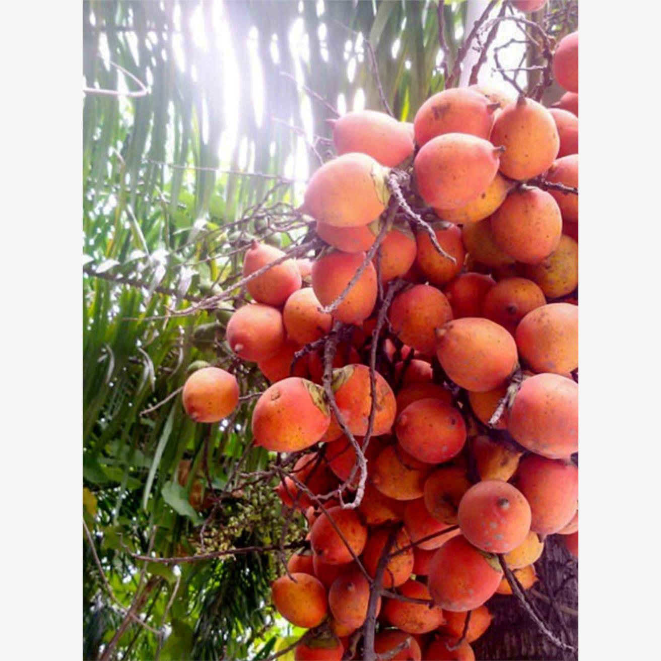 槟榔种子一斤种籽宾门果