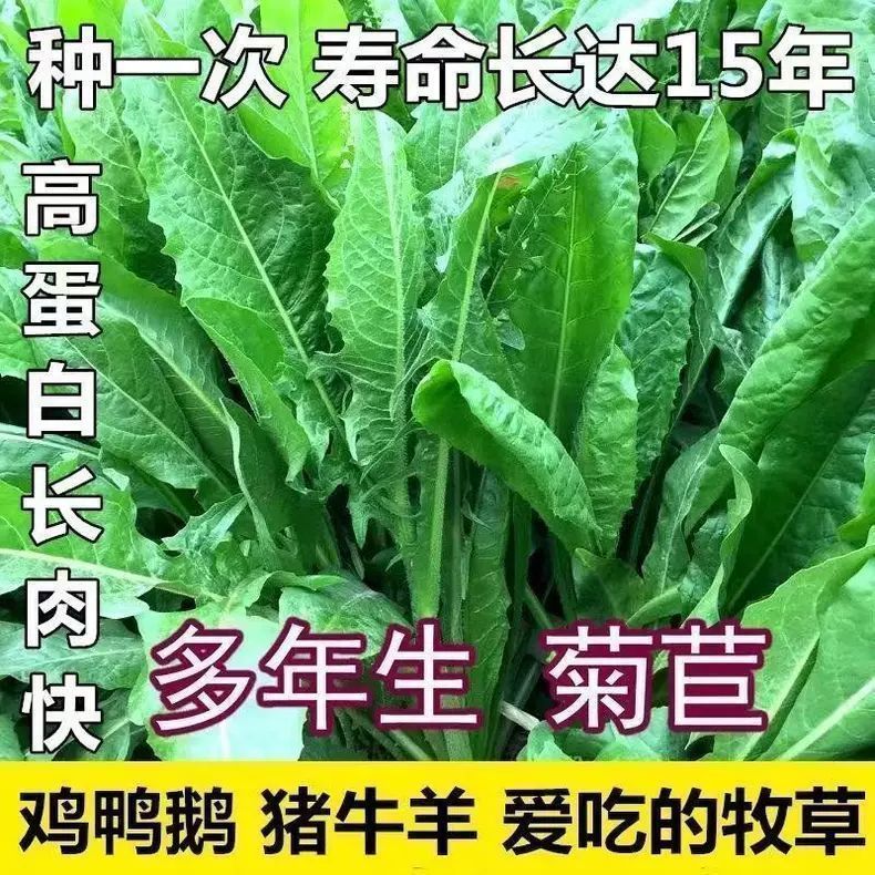 将军菊苣大叶菊苣种子多年生四季牧草种子高产养殖鸡鸭鹅猪兔