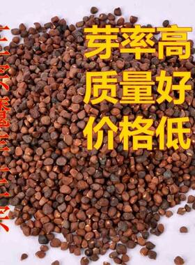云南花魔芋种子高产一代磨芋珠芽白魔芋种籽四季种植脱水