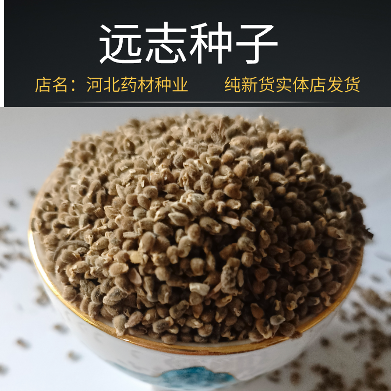 远志种子限量促销2025年新货远志籽药材种子种植简单易活四季播种