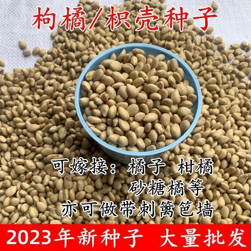 枳壳种子 枸橘种子-大量枸枳实种子 铁篱寨种子-嫁接柑橘