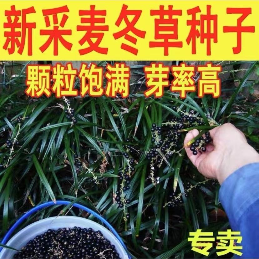 多年生麦冬种子耐寒耐热野生麦冬种子麦冬草种子川麦冬种子材