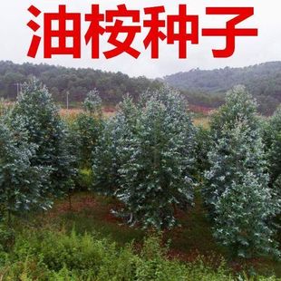 桉树种子 油桉种子 烧油 产油桉树种子 安种子