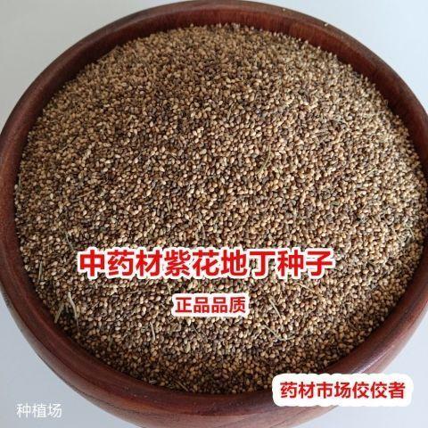 正品紫花地丁种子中药材紫花地丁种子野堇菜苦地丁多年四季种子籽