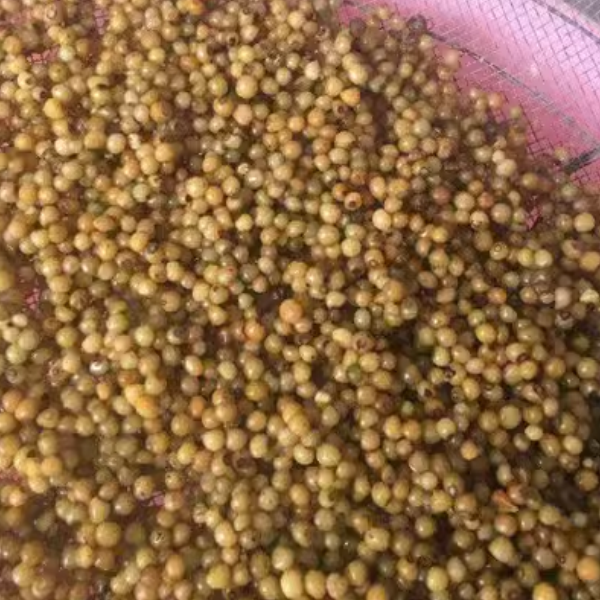 正宗药材黄精种子鸡头黄精多花老虎姜鸡爪参爪子参黄鸡菜玉竹种子