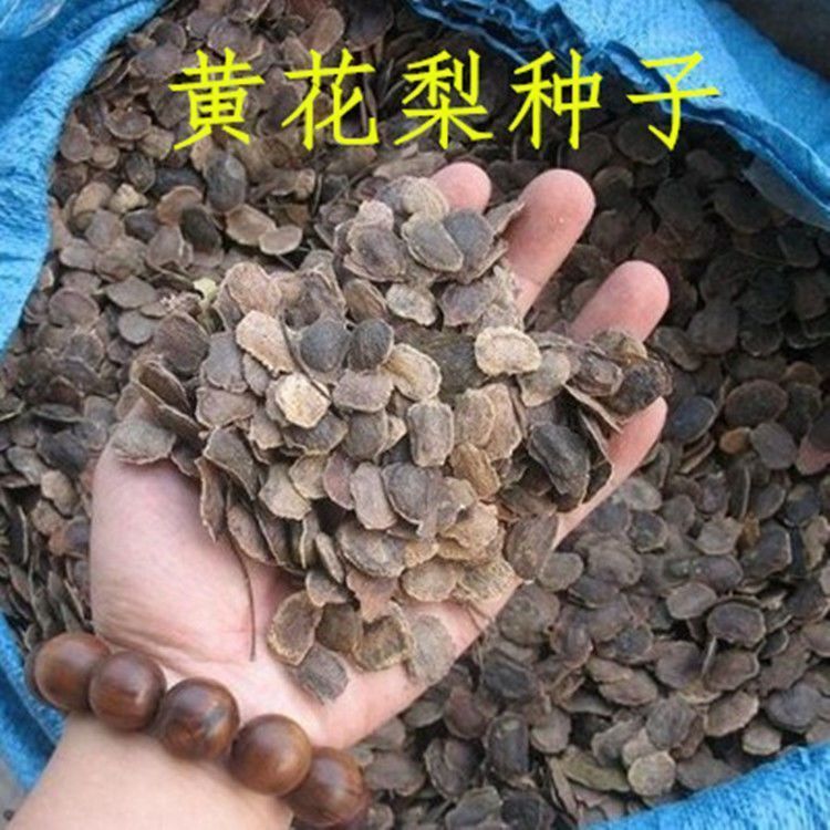 新采黄花梨种子 正宗海南黄花梨种子 降香黄檀种子花梨木树种包邮