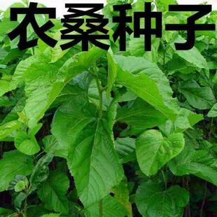 桑树种子大叶 强桑1号 饲料桑种子 四季种植桑树种子 养蚕桑