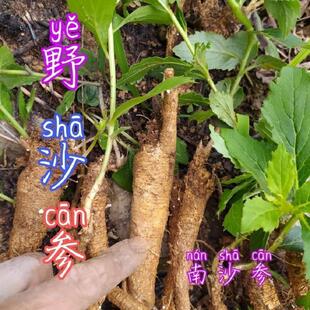 野生南沙参种子泡参鸡腿参中药材泡沙参中草药多年生草本植物种籽
