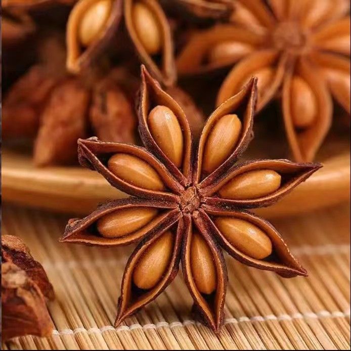 大八角树种子大茴香树种籽八角籽调料大料大八角八角树八角种籽